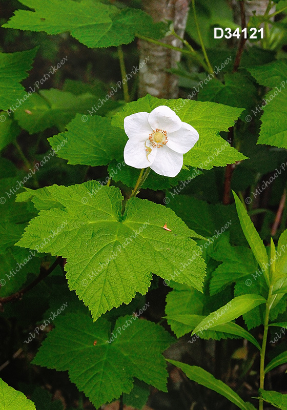 Thimbleberry (Rubus parviflorus)